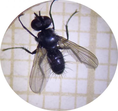 Réf. 273 408 : Phania funesta